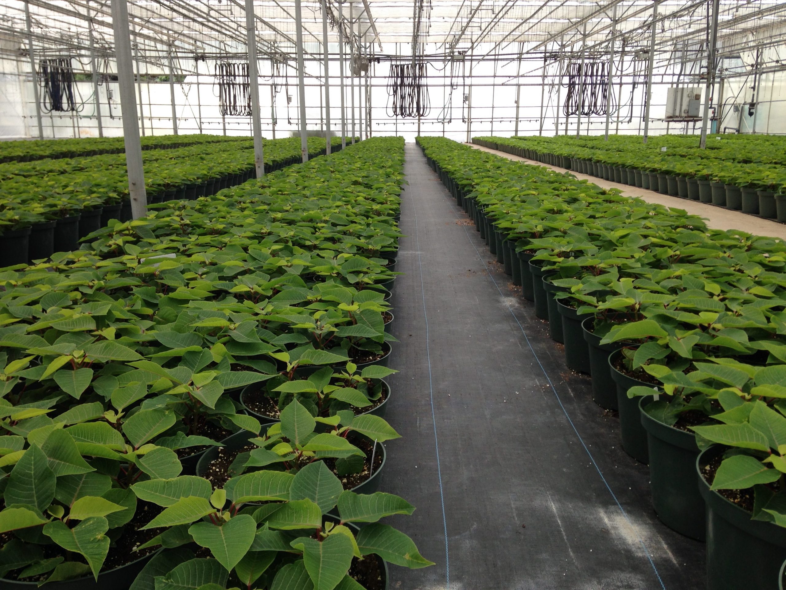 greenhouse in Connecticut with poinsettias in it