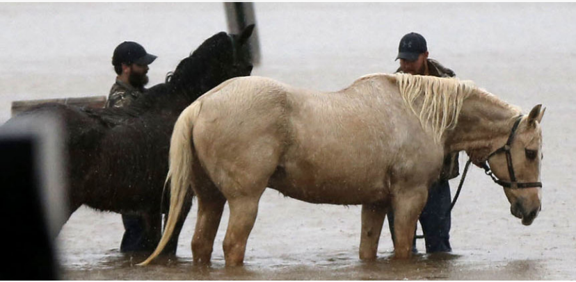 horses in a flood with people holding them