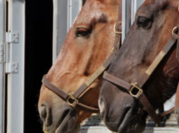 horse heads sticking out of a trailer