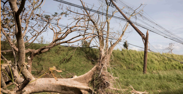 trees on a power line