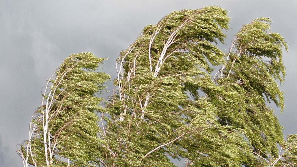 Trees in high winds