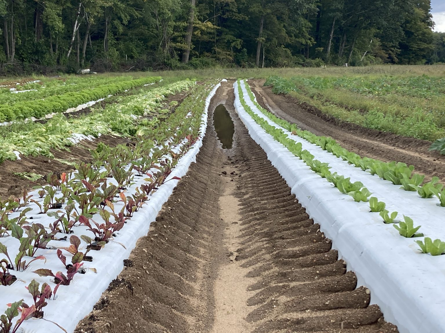 rows of vegetables with flooding in between the rows