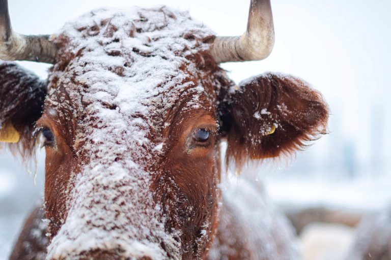 red and white cow with snow on it