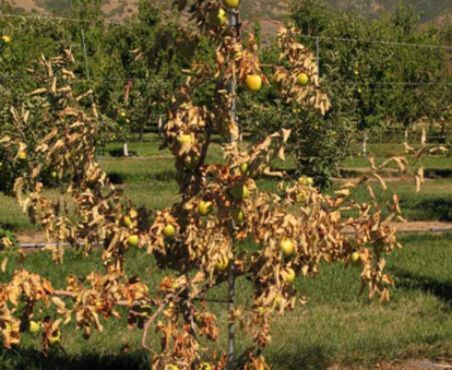 wilted apple tree in a field