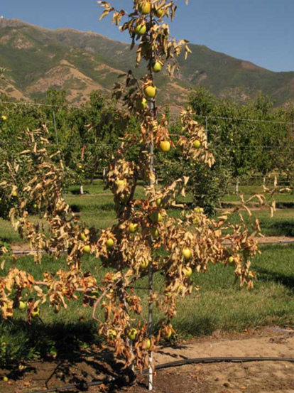 wilted apple tree in a field