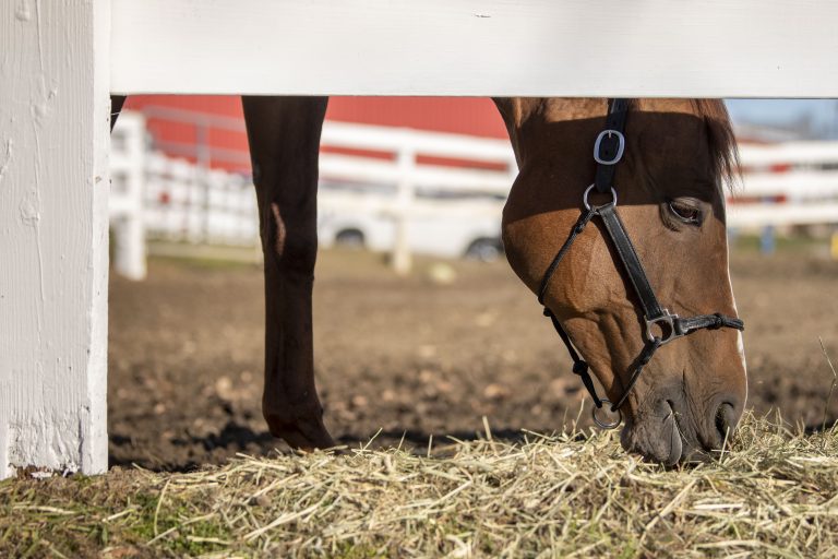 horse eating hay at fenceline