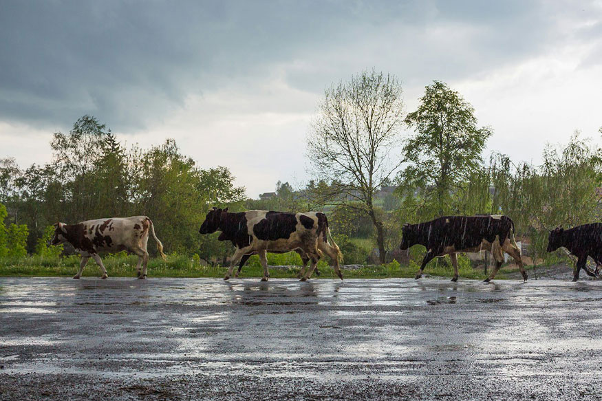 person herding cows across a wet and muddy landscape